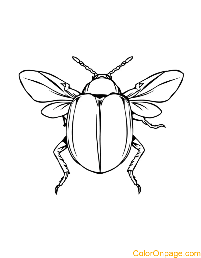 Beetle Coloring Page