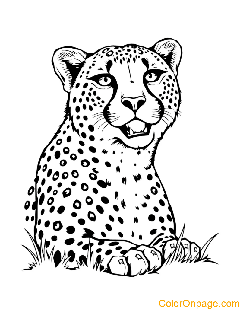 Cheetah Coloring Page