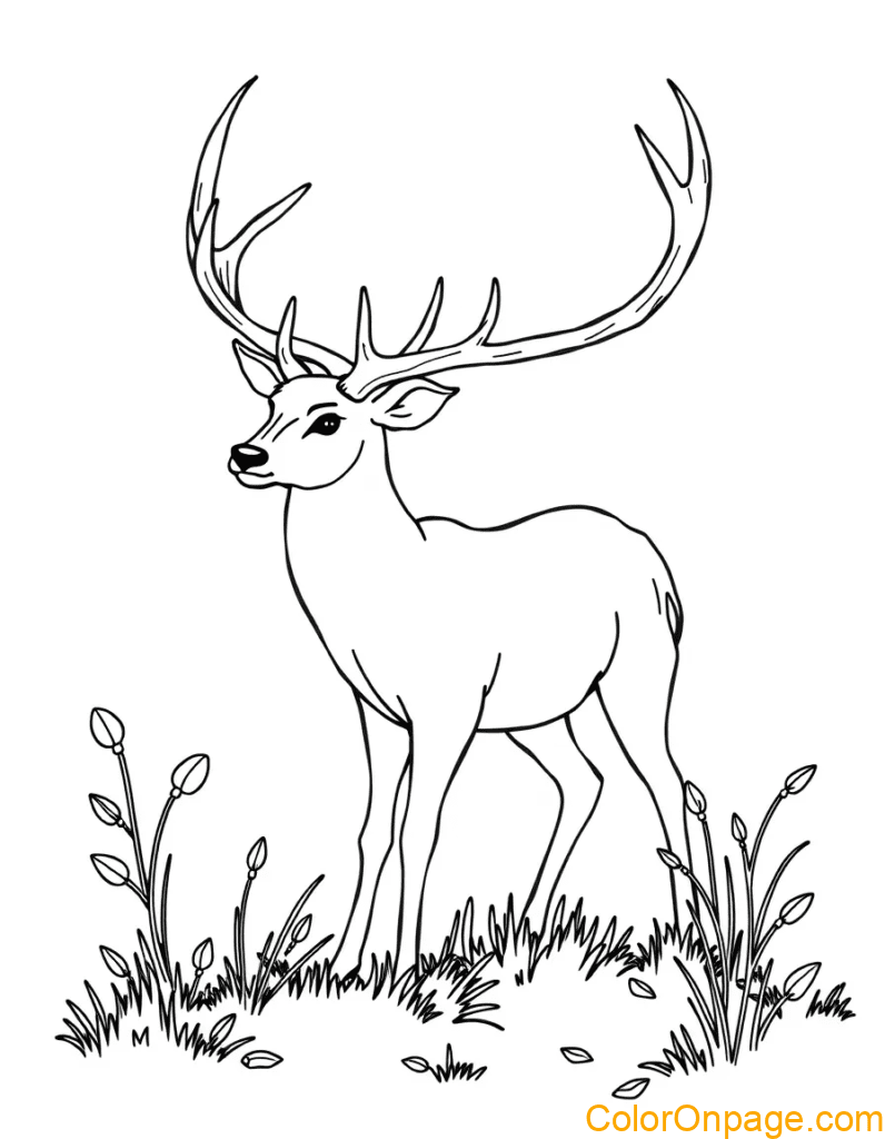 Deer Coloring Page