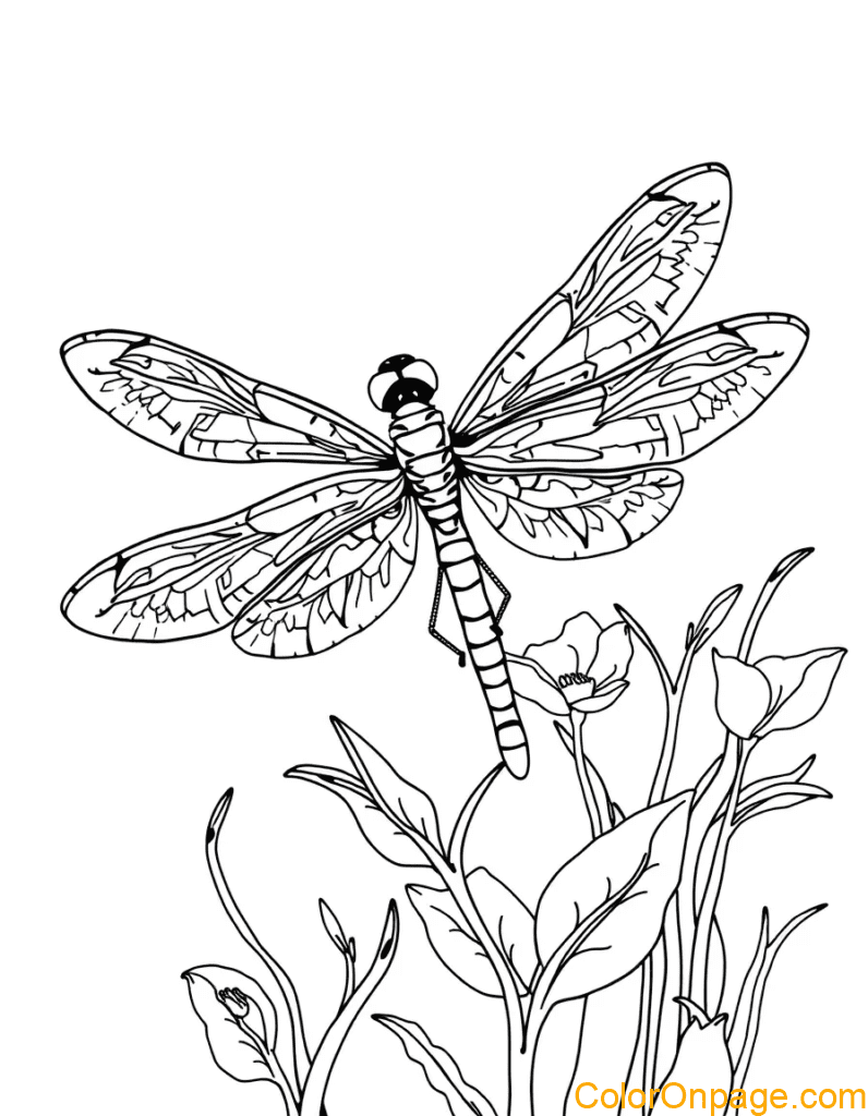 Dragonfly Coloring Page