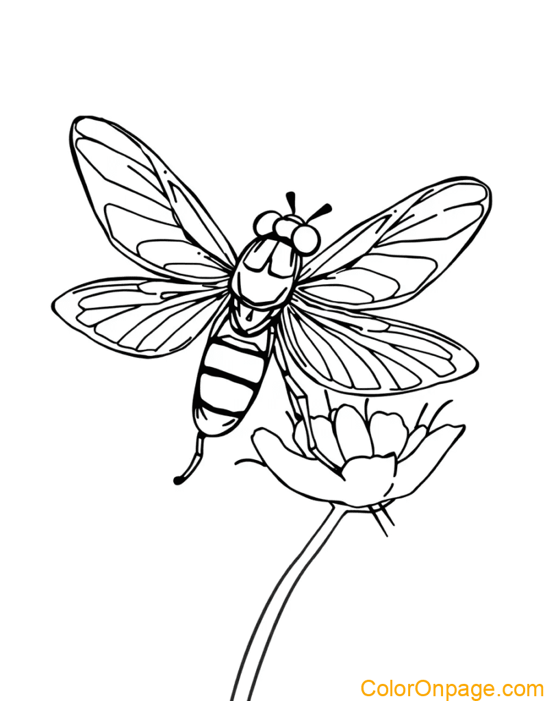 Firefly Coloring Page