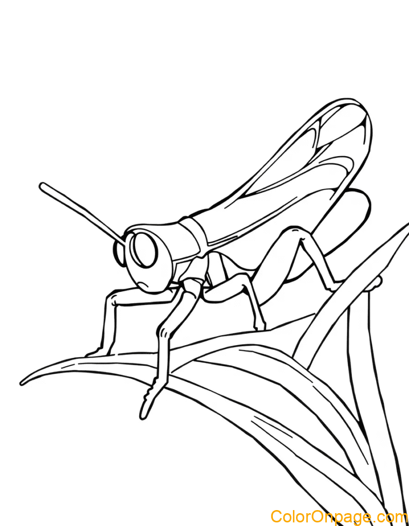 Grasshopper Coloring Page
