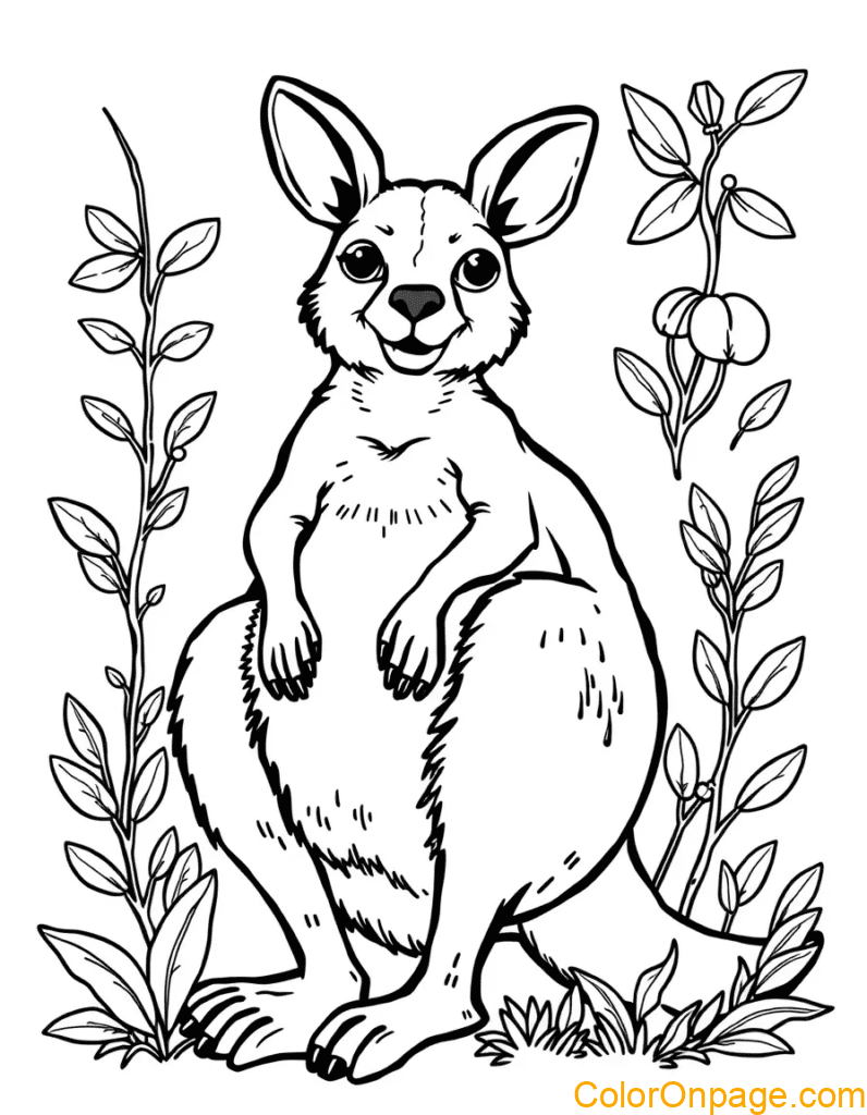 Kangaroo Coloring Page