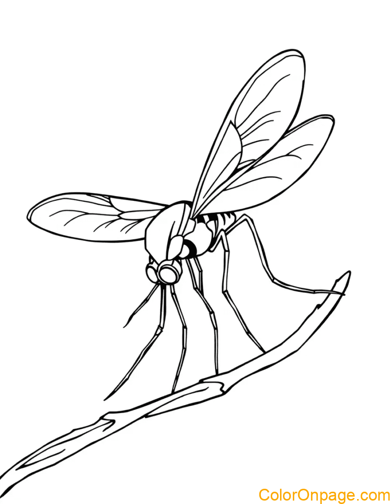 Mosquito Coloring Page