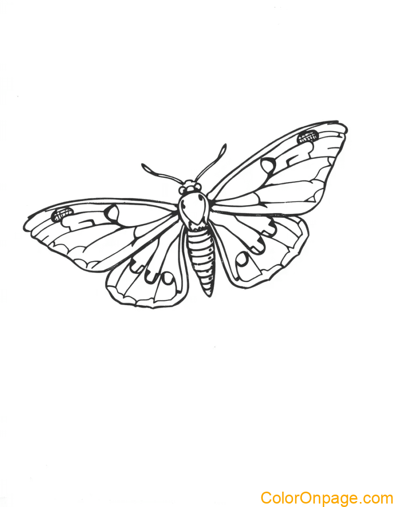 Moth Coloring Page