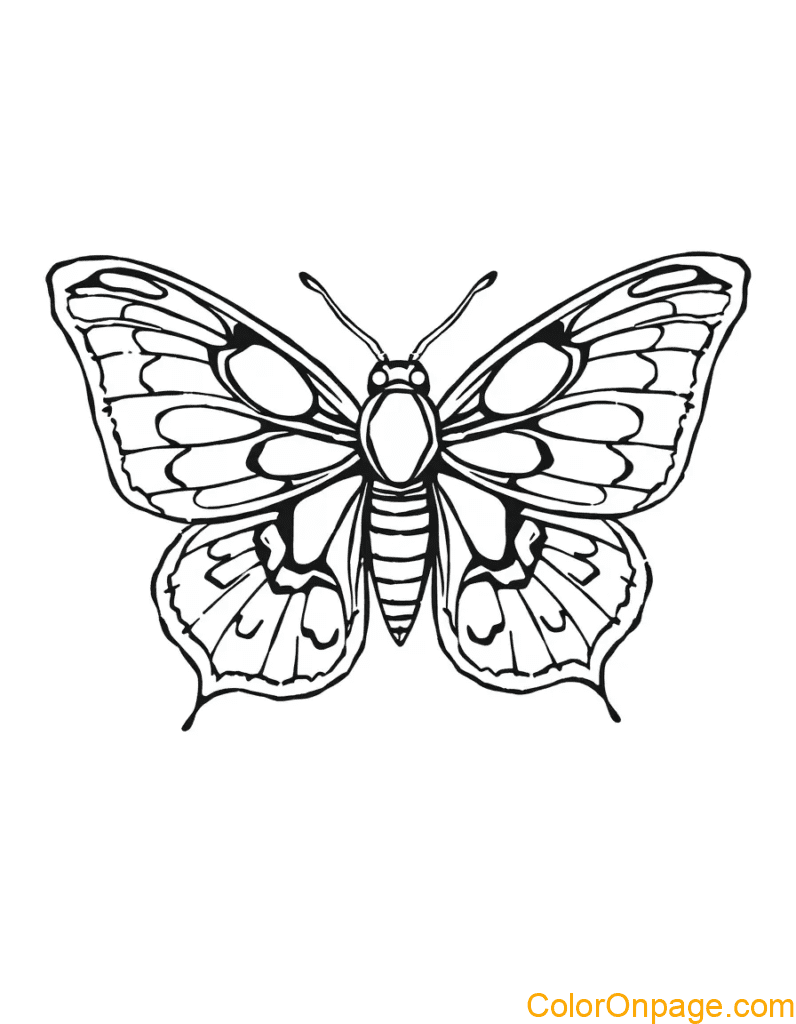 Moth Coloring Page