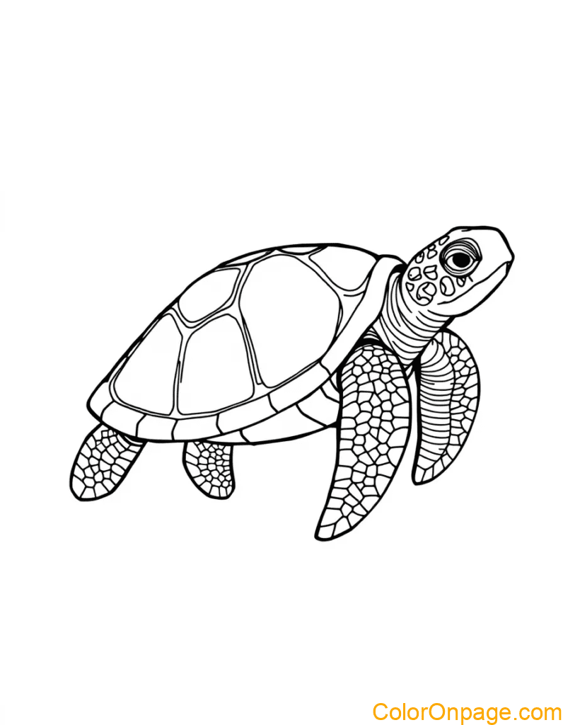 Sea Turtle Coloring Page