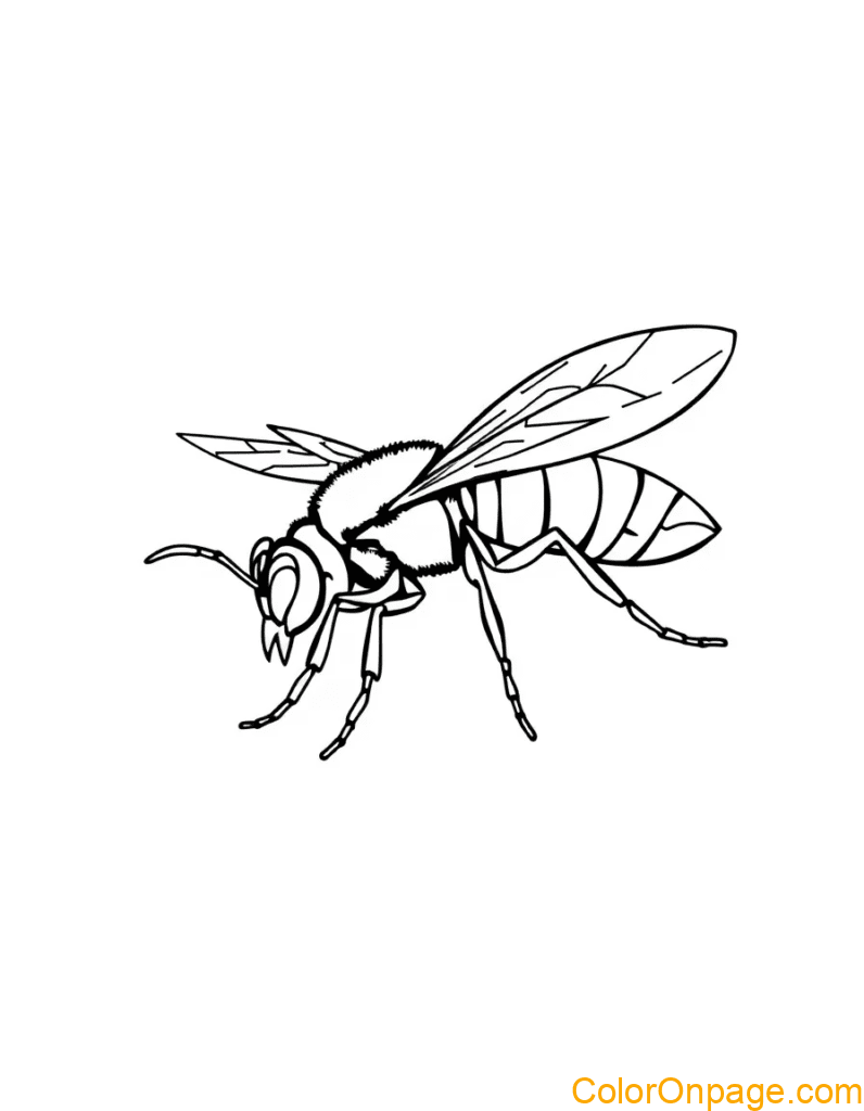 Wasp Coloring Page