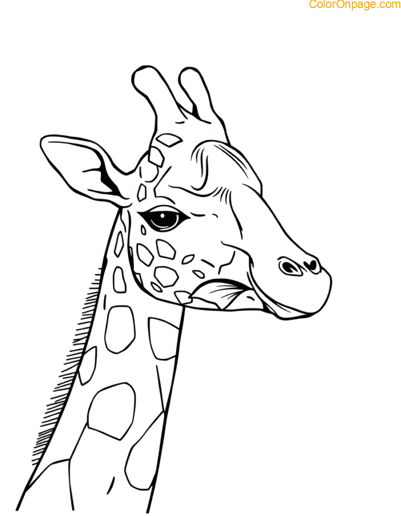 Animal Hybrids Coloring Page